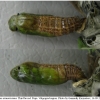 pyr armoricanus pupa1 volg3